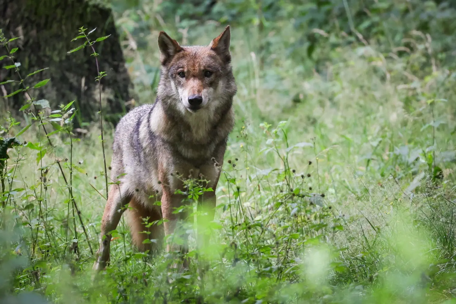 Sachsen ist Wolfsland und der Landkreis Görlitz sieht sich bei den Wolfsrissen stark gefordert.