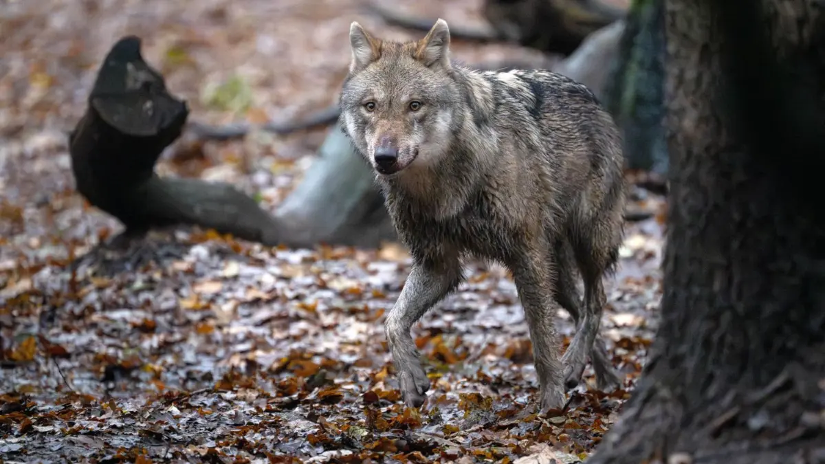 Wölfe sind in jüngster Vergangenheit öfters im Bereich der Stadt Spremberg gesichtet worden. (Symbolbild)
PRODUKTION - 13.12.2023, Niedersachsen, Dörverden: Ein Europäischer Wolf in einem Gehege vom Wolfcenter Dörverden. (zu dpa: «Experte: Wolf wird zum Spielball gesellschaftlicher Gruppen») Foto: Sina Schuldt/dpa +++ dpa-Bildfunk +++
