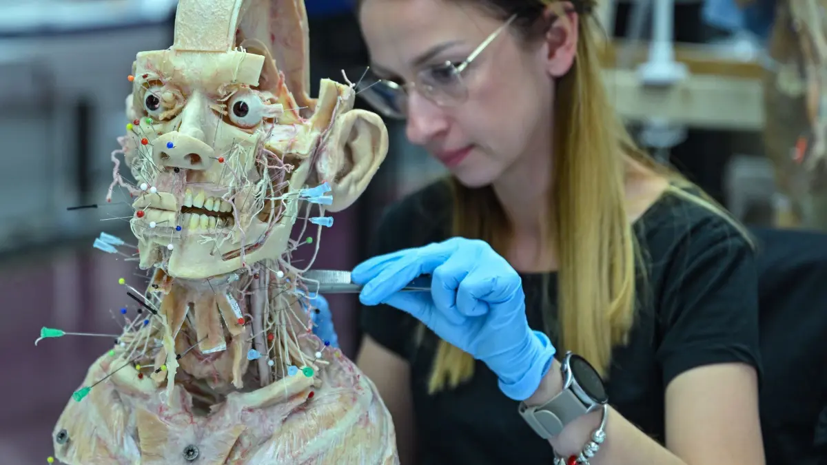 Gubener Plastinate GmbH: 13.05.2024, Brandenburg, Guben: Eine Mitarbeiterin der Gubener Plastinate GmbH arbeitet in der Werkstatt, wo menschliche Körper überwiegend für die Lehre, aber auch Ausstellungen, wie die «Körperwelten» des Leichenpräparators von Hagens, gefertigt werden. Am selben Tag besuchte Dietmar Woidke (SPD), Ministerpräsident von Brandenburg, das Unternehmen. Woidke wurde von Rurik von Hagens, dem Sohn des bekannten Mediziners, Anatom und Unternehmers, Gunther von Hagens durch das Unternehmen geführt. Foto: Patrick Pleul/dpa +++ dpa-Bildfunk +++