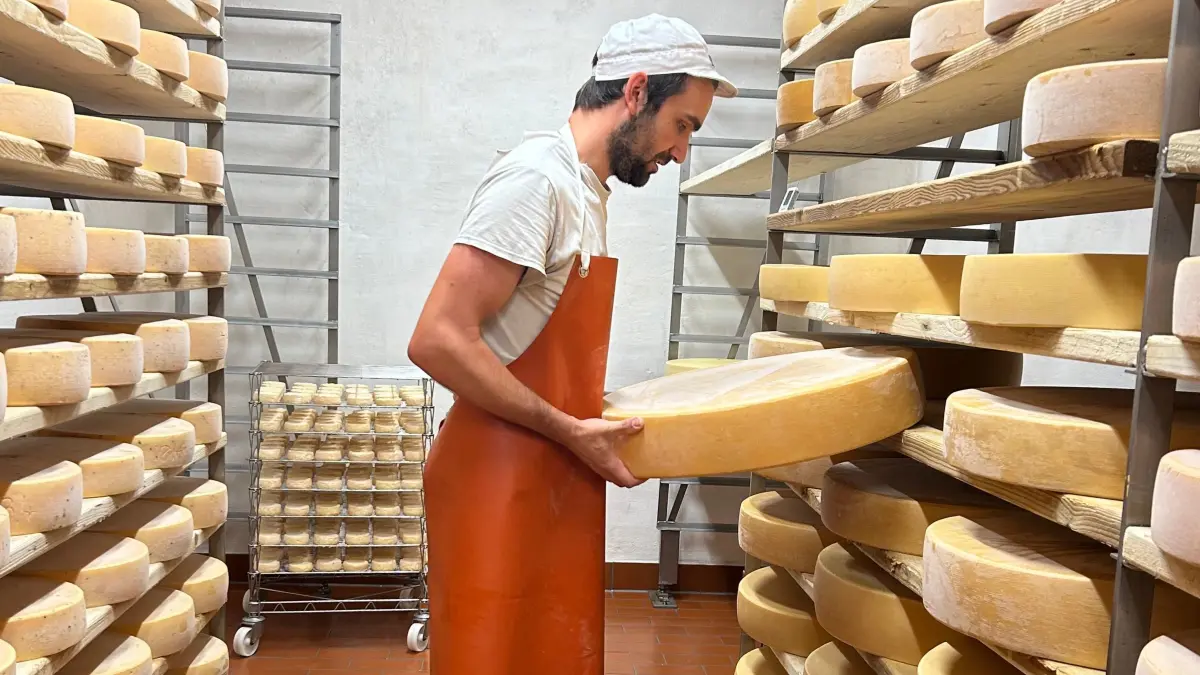 Ein Blick in den Reifekeller: Robert Dommel mit einem 35 Kilo schweren Laib Käse der neuen Sorte "Alte Berta". Ein Jahr wird dieser Hartkäse hier lagern, bis er in den Verkauf geht.