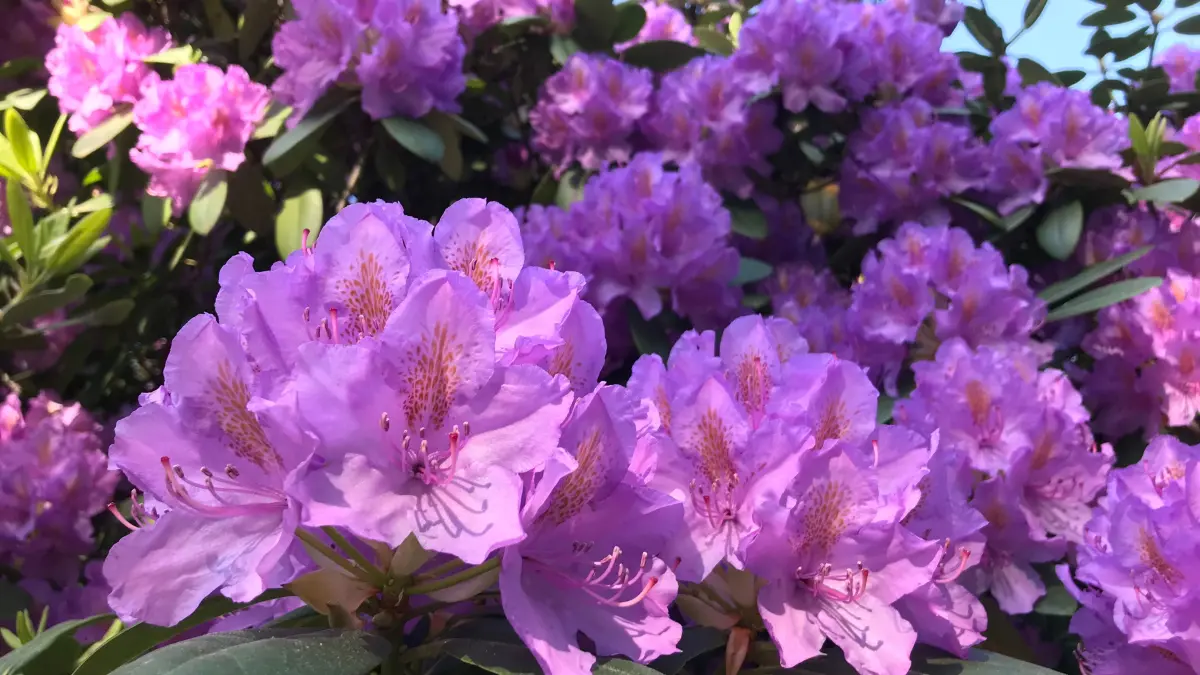 Der Rhododendron zeigt sich im Kromlauer Park genau zur richtigen Zeit in voller Blüte.