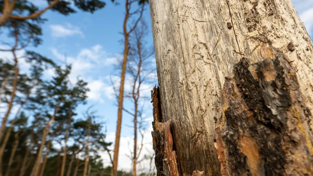 Trockenheit und Käferbefall schaden den Wäldern.
