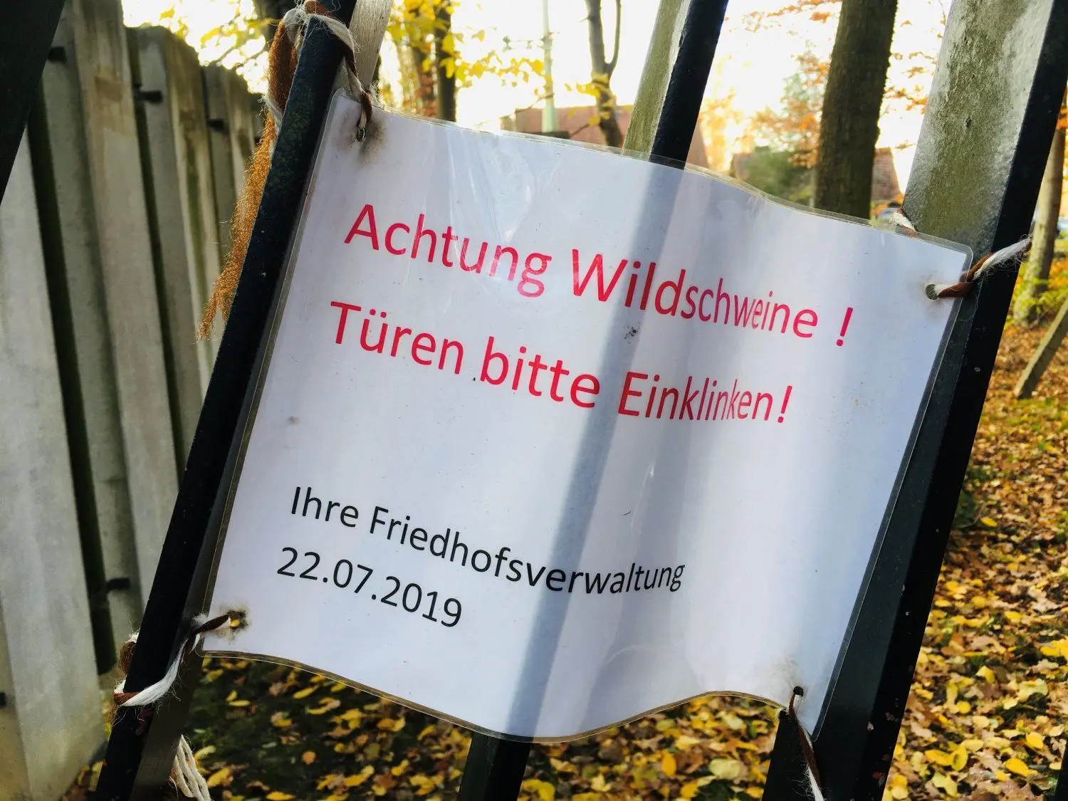 Südfriedhof immer wieder wüten Wildschweine.