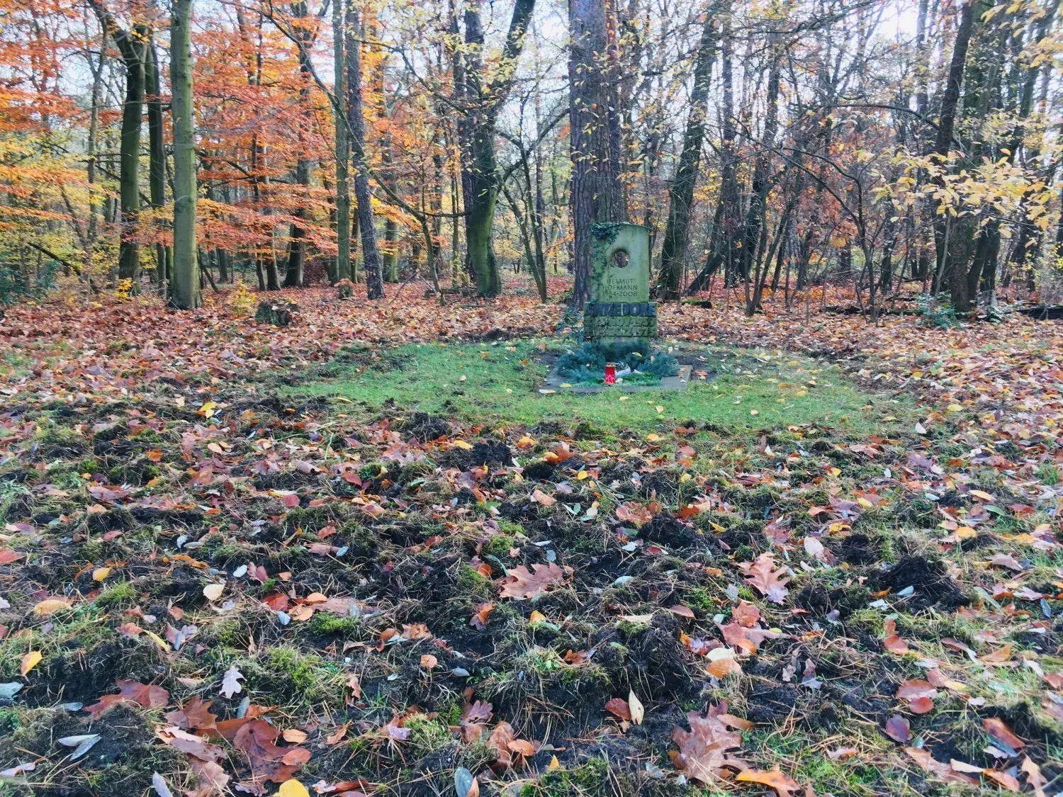 Südfriedhof immer wieder wüten Wildschweine.