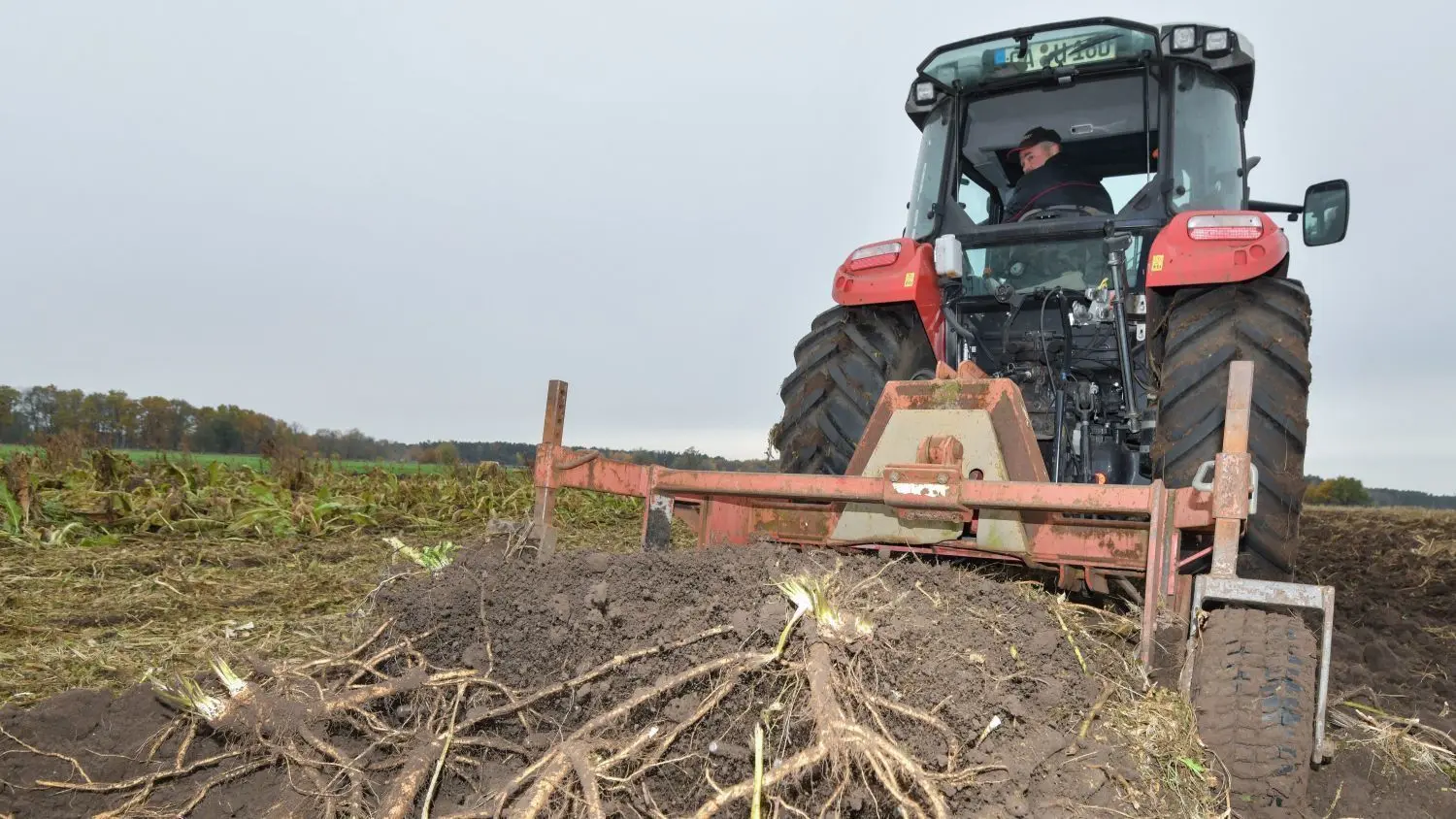 Die Trockenheit macht den Gemüsebauern in der Lausitz und im Spreewald zu schaffen. Die Meerrettichernte ist mager.