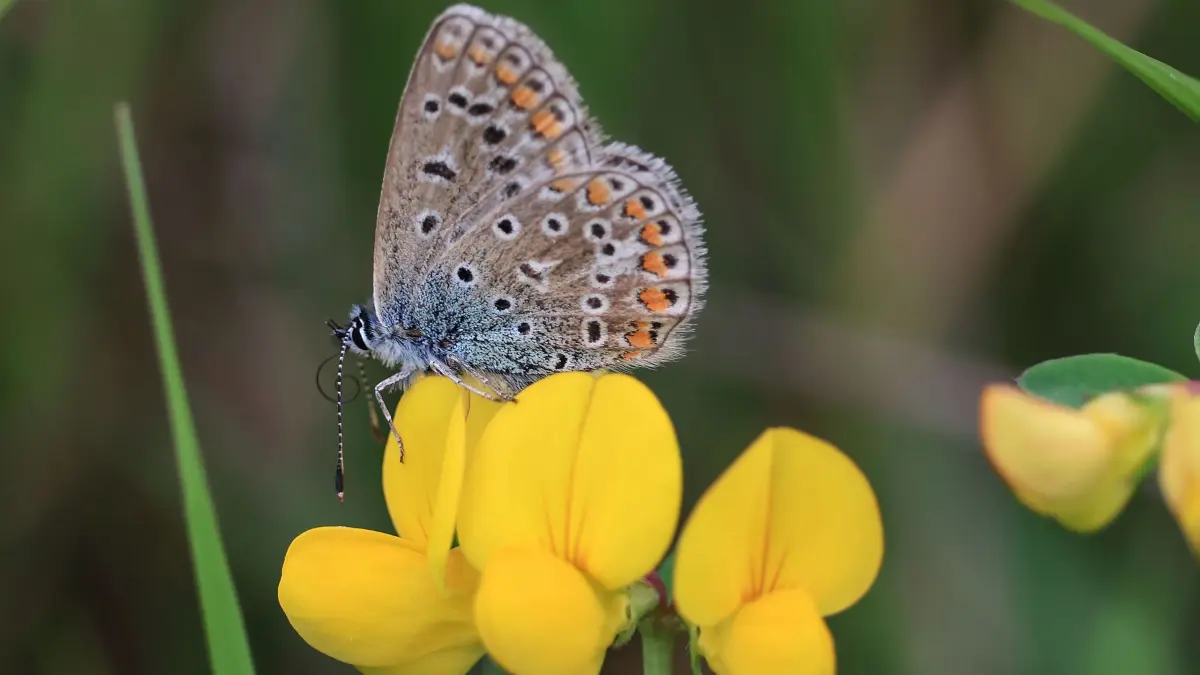 Schmetterlingsmonitoring: ARCHIV - 17.08.2023, Nordrhein-Westfalen, Gemünd: Ein Hauhechel-Bläuling sitzt im Nationalpark Eifel im Gras. (zu dpa: «Auftakt «Jahr der Biodiversität» der FU Berlin im Botanischen Garten») Foto: Oliver Berg/dpa +++ dpa-Bildfunk +++