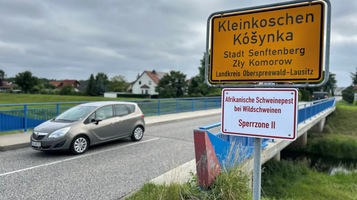 Verstärkt betroffen ist derzeit das südliche Kreisgebiet zwischen Kleinkoschen und dem Geierswalder See. Hier sind in den vergangenen Tagen mehrere Wildschweine an der für Menschen ungefährlichen Tierseuche verendet.
