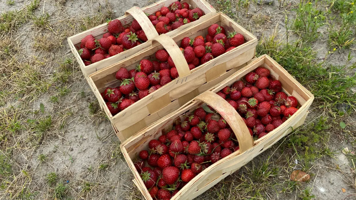 Frische Erdbeeren kann man auf dem Rückweg nach Bad Muskau auch noch an einigen Bauernhöfen ergattern, die unweit der Hauptstraße ihre Waren anbieten. Das Kilo kostet etwa drei Euro.