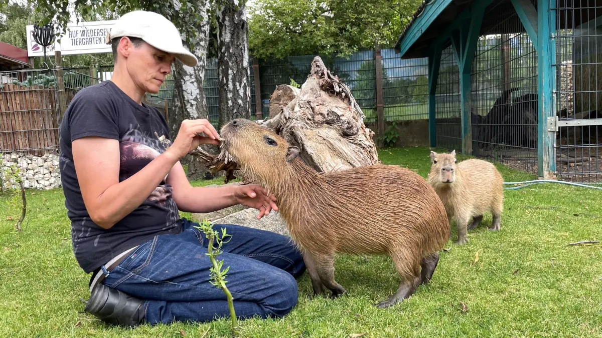 Nicolle ist Tiertrainerin aus Mahlow. Aktuell arbeitet sie mit Capybaras aus dem Tiergarten Teltow. Was sie zudem mit Affe, Schwein und Hund anstellt.