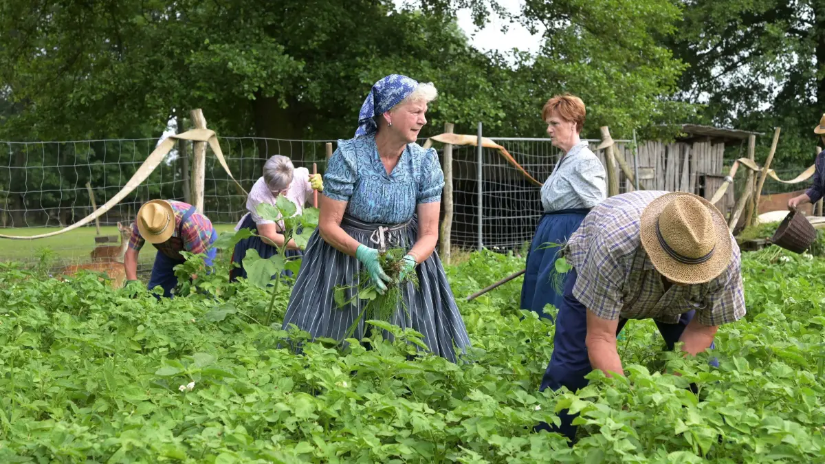 Dissen Kartoffelacker : Bäuerlicher Fleiß vor der Kartoffelernte
Mit Kartoffelhacken rückten Mitglieder des Heimat- und Trachtenvereins Burg (Spreewald) und zahlreiche freiwillige Helfer am Donnerstagabend auf einem Kartoffelfeld hinter dem Slawendorf Stary Lud des Heimatmuseums Dissenchen dem Unkraut zu Leibe. Gleichzeitig sammelten sie lästige Kartoffelkäfer ab, die großen Schaden anrichten können. Die Käfer und ihre Larven können innerhalb kurzer Zeit das Laub der Kartoffeln im großen Stil abfressen und so zu immensen Schäden führen. Finden sie kein Kartoffellaub mehr, wandern sie auf andere Nachtschattengewächse wie Tomaten oder vor allem Auberginen weiter. Bis zur Kartoffelernte im Herbst müssen die Käfer immer wieder abgesammelt werden. Im August feiert die Gemeinde Dissen ihren der 575. Geburtstag. Deshalb feiert in diesem Jahr das Amt Burg (Spreewald) sein 30. Heimat- und Trachtenfest in Dissen. Vom 23. bis 25. August sind Brauchtum, Trachtenvielfalt und Lebensfreude der Sorben/Wenden und des Spreewaldes und viele bäuerliche Bräuche in dem Ortsteil der Gemeinde Dissen-Striesow/Dešno-Strjažow zu erleben.