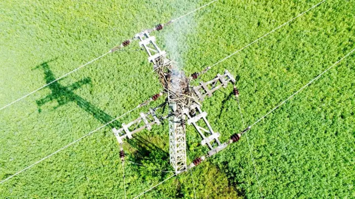 Adlernest verbrennt auf Strommast – Jungtiere doch gerettet?