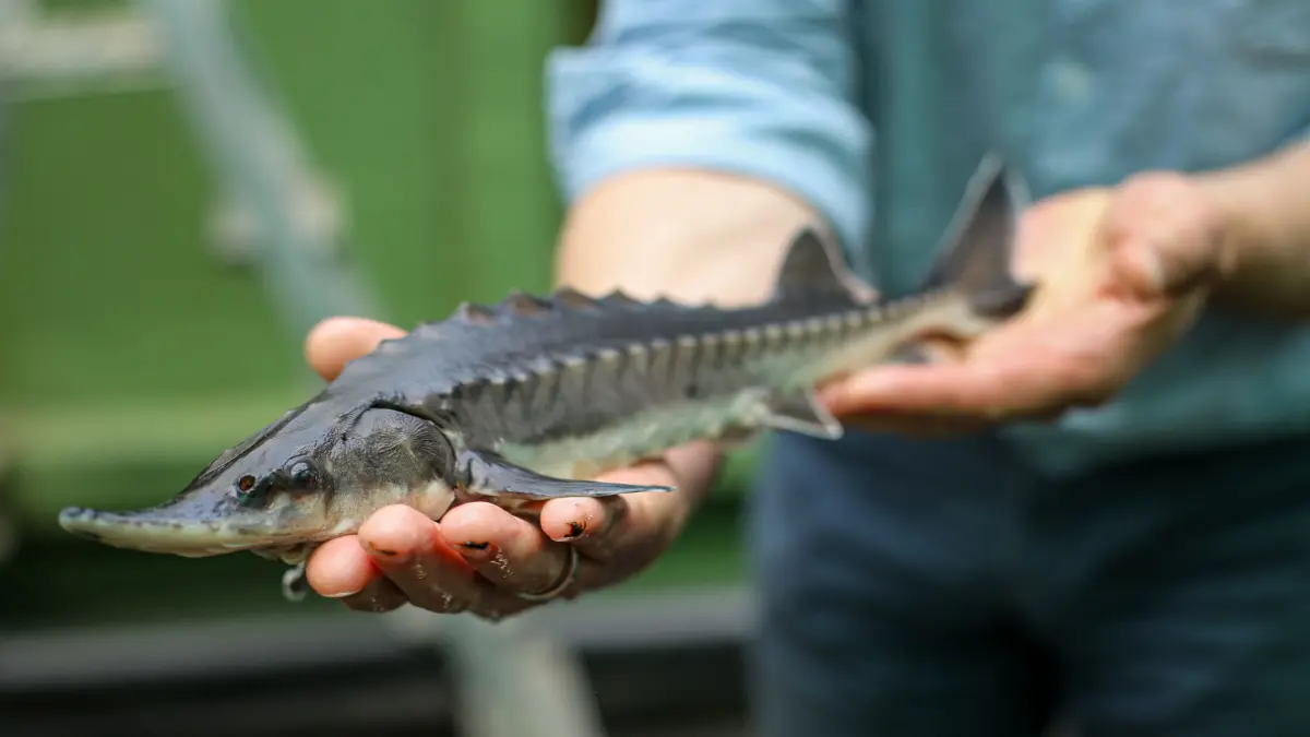 Aufzucht in Berlin-Friedrichshagen: Der Biologe Jörn Gessner zeigt ein Exemplar des in der Natur fast ausgestorbenen baltischen Störs. Gessner leitet das Wiederansiedelungsprogramm dieser Art in der Oder.