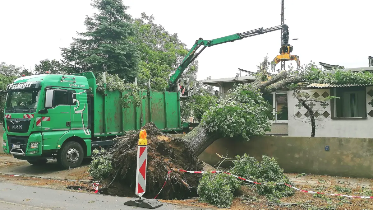 Dieser Alleebaum in der Merzdorfer Straße in Elsterwerda-Krauschütz war während des Orkans am 18. Juni, manche sprechen von einem Tornado, auf das Haus von Lycen Schicketanz gestürzt. Glück im Unglück: Es wurde kein Mensch verletzt.