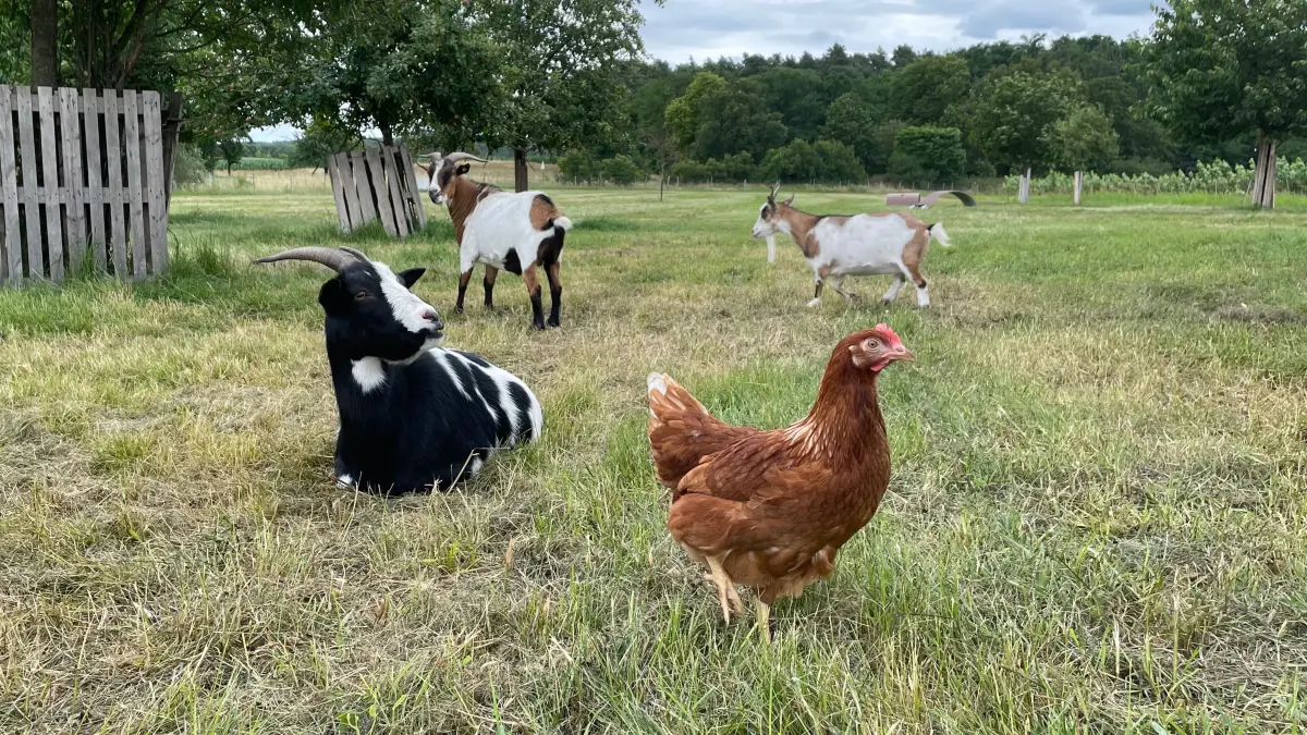 Mit den Hühnern leben Ziegen auf den Weiden. Sie sind da, um Raubvögel, wie den Habicht fernzuhalten.
