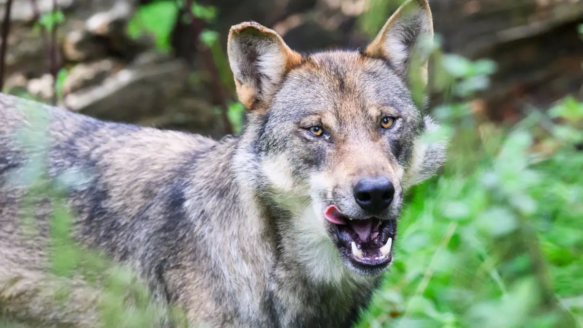 Wölfe in Niedersachsen: ARCHIV - 29.08.2023, Niedersachsen, Springe: Ein Wolf steht im Gehege im Wisentgehege Springe. (zu dpa: «Gericht: Wolf an Küste darf vorerst nicht geschossen werden») Foto: Julian Stratenschulte/dpa +++ dpa-Bildfunk +++