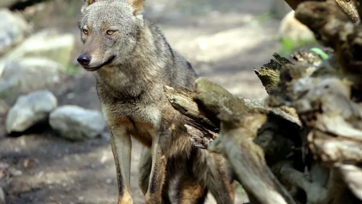 Iberischer Wolf: 21.04.2005, Nordrhein-Westfalen, Münster: Ein iberischer Wolf inspiziert im Allwetterzoo in Münster sein Gehege. (zu dpa: «EuGH stärkt Wolfsschutz in Spanien») Foto: Rolf Vennenbernd/dpa +++ dpa-Bildfunk +++