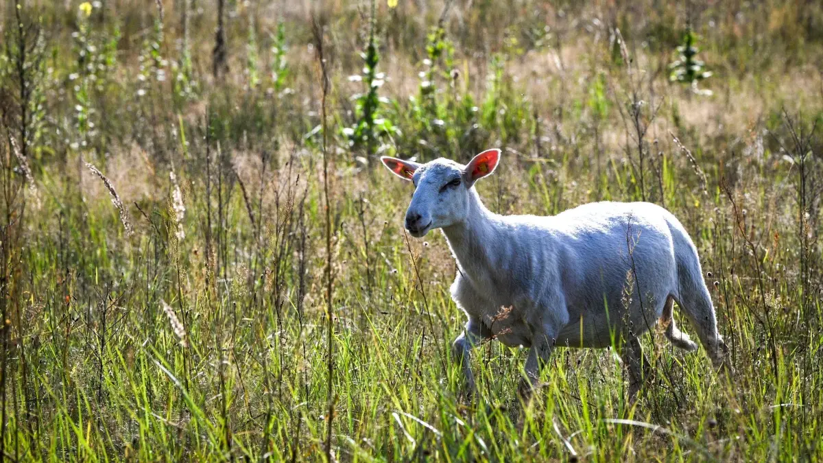 Schafe als Landschaftspfleger: 30.07.2024, Brandenburg, Wustermark: Ein Krainer Steinschaf auf einer Weide am Rande der Döberitzer Heide. Die Schafe werden als Landschaftspfleger eingesetzt, um die Wiesen und Weiden mager und Gehölze fern zu halten. Die Herde verbleibt hier das ganze Jahr über. Der Biohof Betula betreibt seit sieben Jahren eine extensive Beweidung und Mahd. Er ist seit Anfang 2024 ein „Demonstrationsbetrieb für Naturschutz in der Landwirtschaft in Brandenburg“. Damit zeigen sie, dass Landwirtschaft und Naturschutz zusammen funktionieren. Foto: Jens Kalaene/dpa/ZB - Honorarfrei nur für Bezieher des Dienstes ZB-Funkregio Ost +++ ZB-FUNKREGIO OST +++