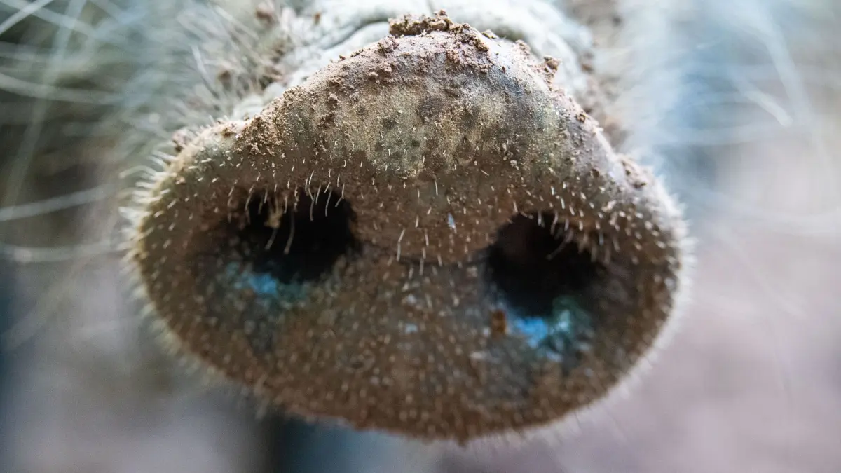 Afrikanische Schweinepest: ARCHIV - 30.05.2021, Niedersachsen, Neuhaus Im Solling: Kleine Härchen wachsen auf der Rüsselscheibe eines Wildschweins im Wildpark Neuhaus (Symbolbild). (zu dpa: «Offene Tore im Schweinepest-Schutzzaun nach Polen») Foto: Lino Mirgeler/dpa +++ dpa-Bildfunk +++