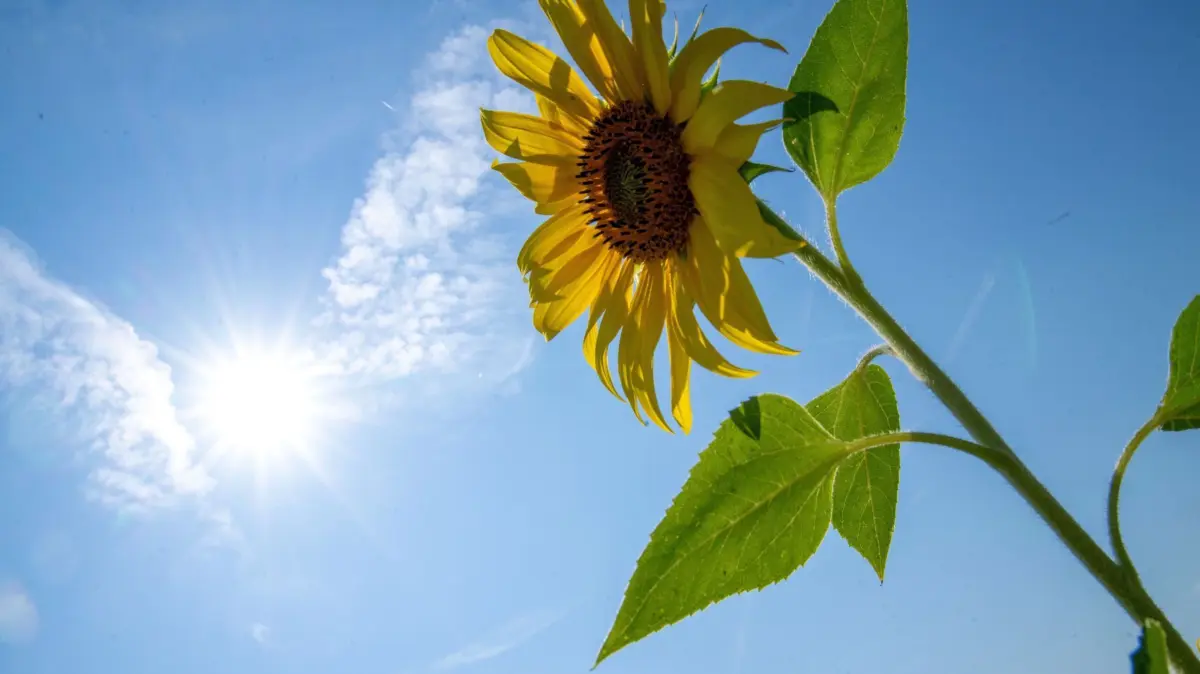 Sommerwetter in Bayern: ARCHIV - 21.07.2024, Bayern, Heinersdorf: Eine Sonnenblume reckt ihre Blüte der Sonne entgegen. (zu dpa: «Subtropische Meeresluft bringt Hitze zurück nach Bayern») Foto: Pia Bayer/dpa +++ dpa-Bildfunk +++