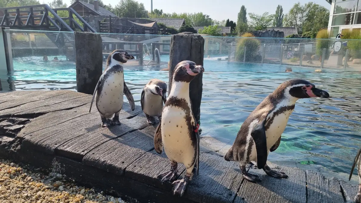 Gar nicht scheu. Paulinchen (ganz vorn), Pinguinpatenkind der Lausitzer Rundschau.