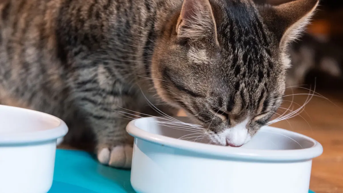 Katze trinkt: ILLUSTRATION - Verstärkter Durst kann ein Anzeichen für eine Diabetes-Erkrankung bei Katzen sein. (zu dpa: «Diabetes bei Katzen: Krankheit mit Tücken») Foto: Franziska Gabbert/dpa-tmn - Honorarfrei nur für Bezieher des dpa-Themendienstes +++ dpa-Themendienst +++