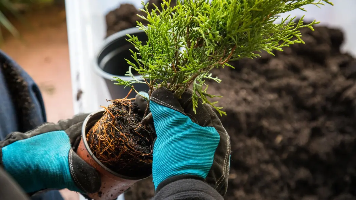 Lebensbaum Thuja „Brabant“: ARCHIV - Der Herbst ist die ideale Jahreszeit, um Nadelgehölze zu pflanzen. (zu dpa: «Warum der Herbst die ideale Zeit zum Pflanzen ist») Foto: Christin Klose/dpa-mag - Honorarfrei nur für Bezieher des Dienstes dpa-Magazin +++ dpa-Magazin +++