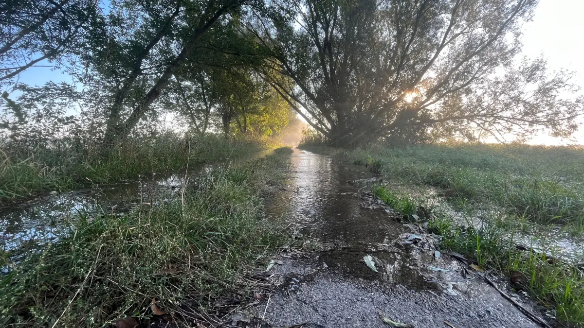 Die kleine Allee, die bei normalem Wasserstand vom Buschmühlenweg hinunter Richtung Oder führt, ist am Freitagmorgen (20.9.) nicht mehr trockenen Fußes passierbar.