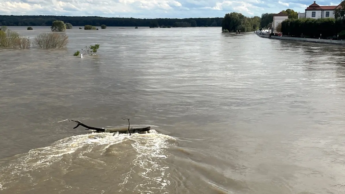 Holzstämme treiben an der Stadtbrücke Frankfurt (Oder) im Fluss, der Hochwasser führt