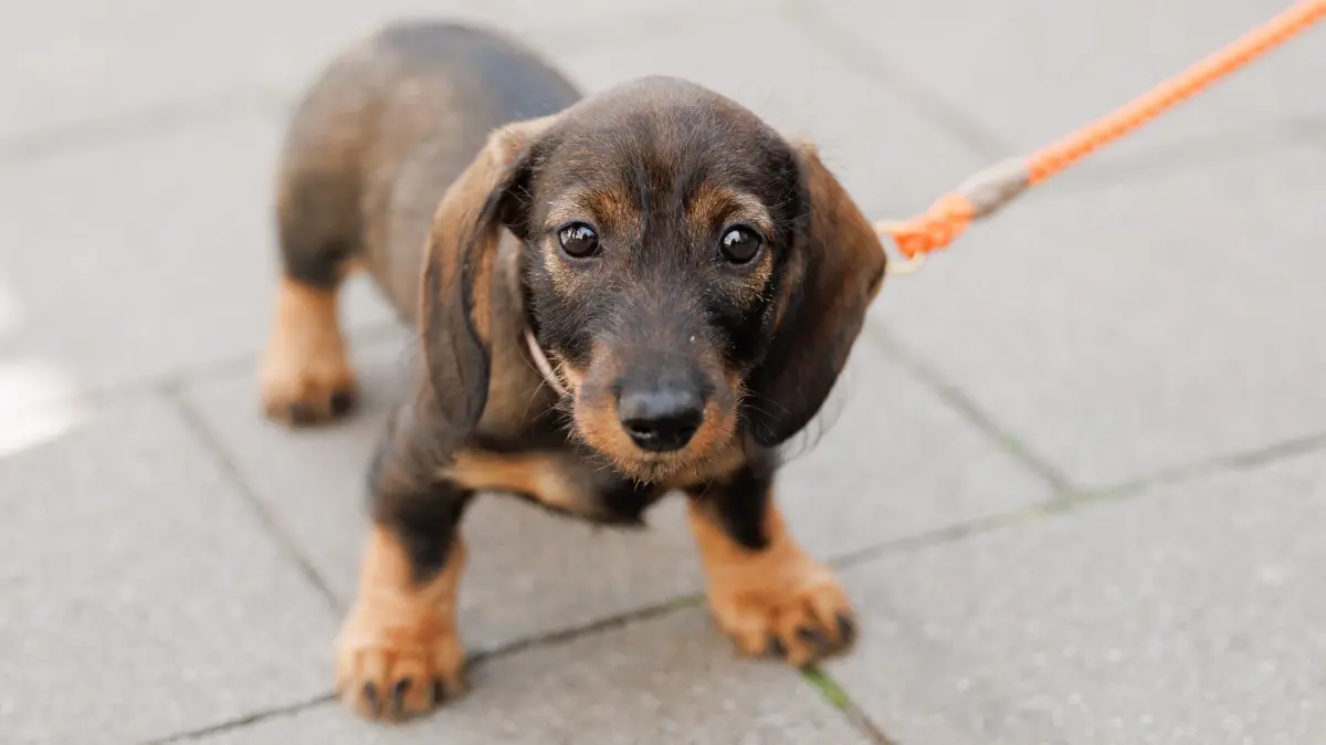 Erneut Rekordeinnahmen aus Hundesteuer: ARCHIV - 02.06.2023, Nordrhein-Westfalen, Münster: Der Dackel „Emma“ steht auf einem Gehweg. (zu dpa: «Hundesteuer bringt erneut Rekordeinnahmen») Foto: Friso Gentsch/dpa +++ dpa-Bildfunk +++