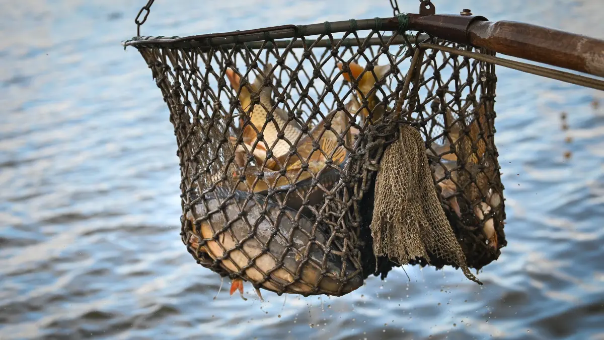 Abfischen im Horstsee: 11.10.2024, Sachsen, Wermsdorf: Ein großer Kescher voller Fische wird beim Abfischen des Horstsees an Land geholt. Seit 1969 gibt es hier die Tradition des Abfischens. Vielen sächsischen Teichwirten machen steigende Kosten, Vorgaben der Behörden und eine Zunahme von tierischen Fischräubern das Leben schwer. Foto: Heiko Rebsch/dpa +++ dpa-Bildfunk +++