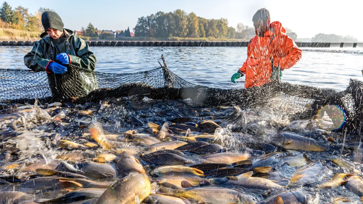 „Großer Fischzug“ - Abfischen bei der Peitzer Teichwirtschaft: 26.10.2024, Brandenburg, Peitz: Fischer der Teichgut Peitz GmbH holen beim Abfischen des Hälterteiches ein Netz ein. Die Peitzer Fischer bewirtschaften etwa 860 Hektar Teichfläche und ernten hier pro Jahr etwa 500 Tonnen Karpfen und 50 Tonnen sonstige Speisefische. Die Ursprünge der Fischerei in Peitz reichen bis ins 16. Jahrhundert zurück. Foto: Frank Hammerschmidt/dpa +++ dpa-Bildfunk +++