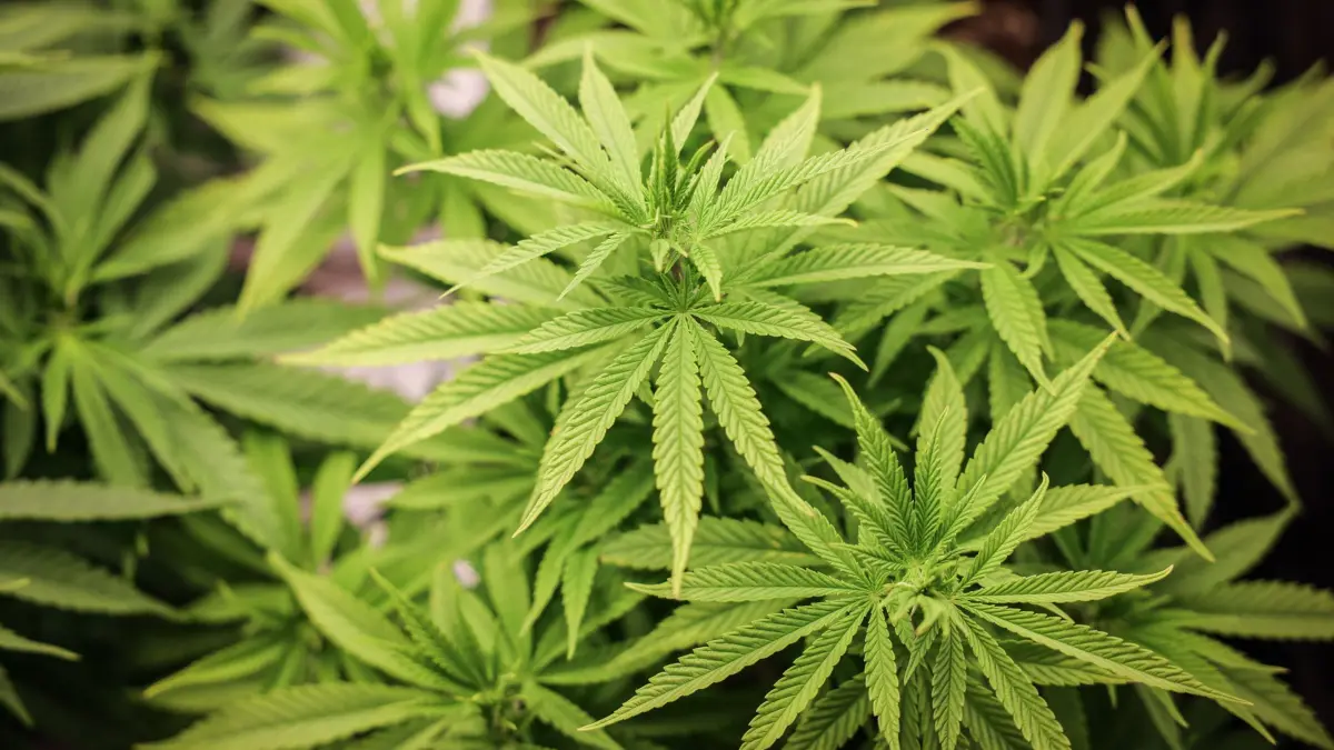 Cannabis-Pflanze: ARCHIV - 22.02.2024, Hamburg: Cannabispflanzen (ca. 4 Wochen alt) in ihrer Wachstumsphase stehen unter künstlicher Beleuchtung in einem Privatraum. Aus der Cannabis-Pflanze werden Haschisch und Marihuana hergestellt. (zu dpa: «Sieben Cannabis-Anbauvereinigungen in NRW genehmigt») Foto: Christian Charisius/dpa +++ dpa-Bildfunk +++