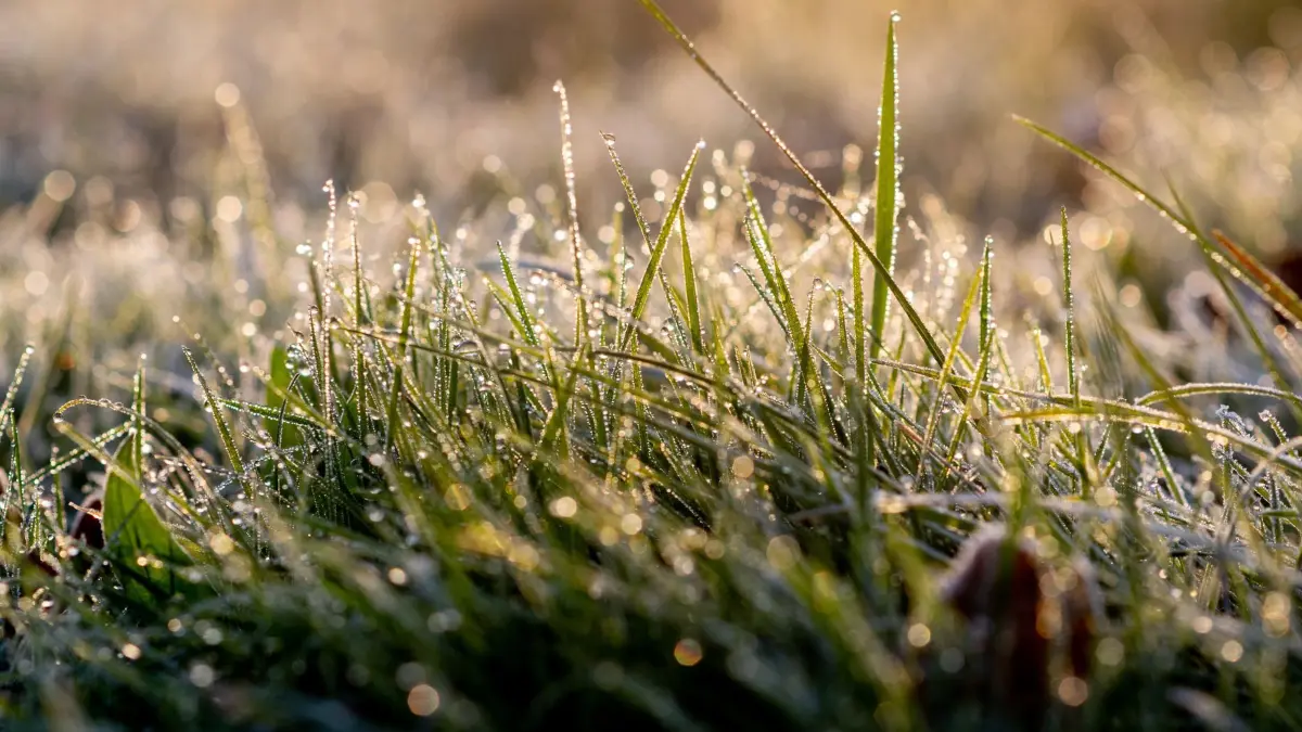 Herbst in Niedersachsen - Wetter: 03.11.2024, Niedersachsen, Oldenburg: Tautropfen haben sich am Morgen auf Grashalmen am Ufer der Hunte abgesetzt und funkeln im Licht der aufgehenden Sonne. Foto: Hauke-Christian Dittrich/dpa +++ dpa-Bildfunk +++