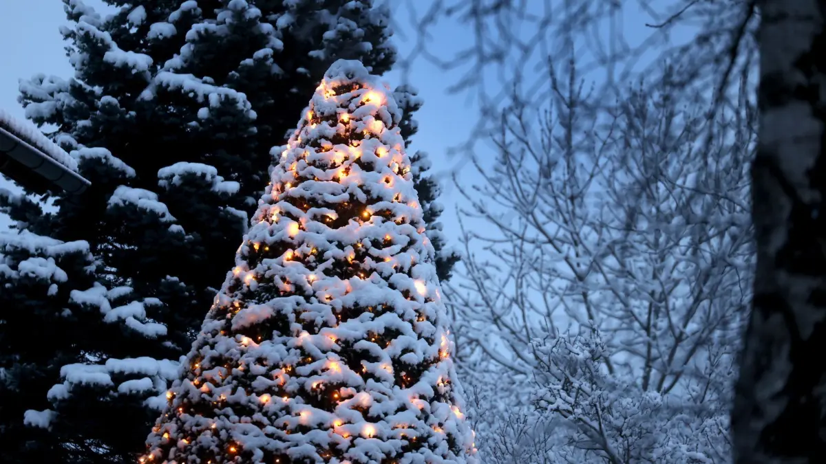 Neuschnee in Südbayern: 09.12.2024, Bayern, Oberthingau: Ein mit Lichtern geschmückter Baum ist am frühen Morgen mit Neuschnee bedeckt. Foto: Karl-Josef Hildenbrand/dpa +++ dpa-Bildfunk +++