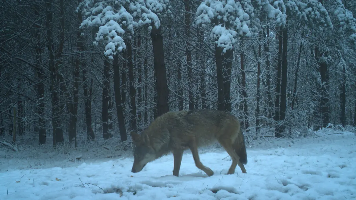 Die Fähe des Dürrbacher Rudels bei einem Streifzug im Wald.