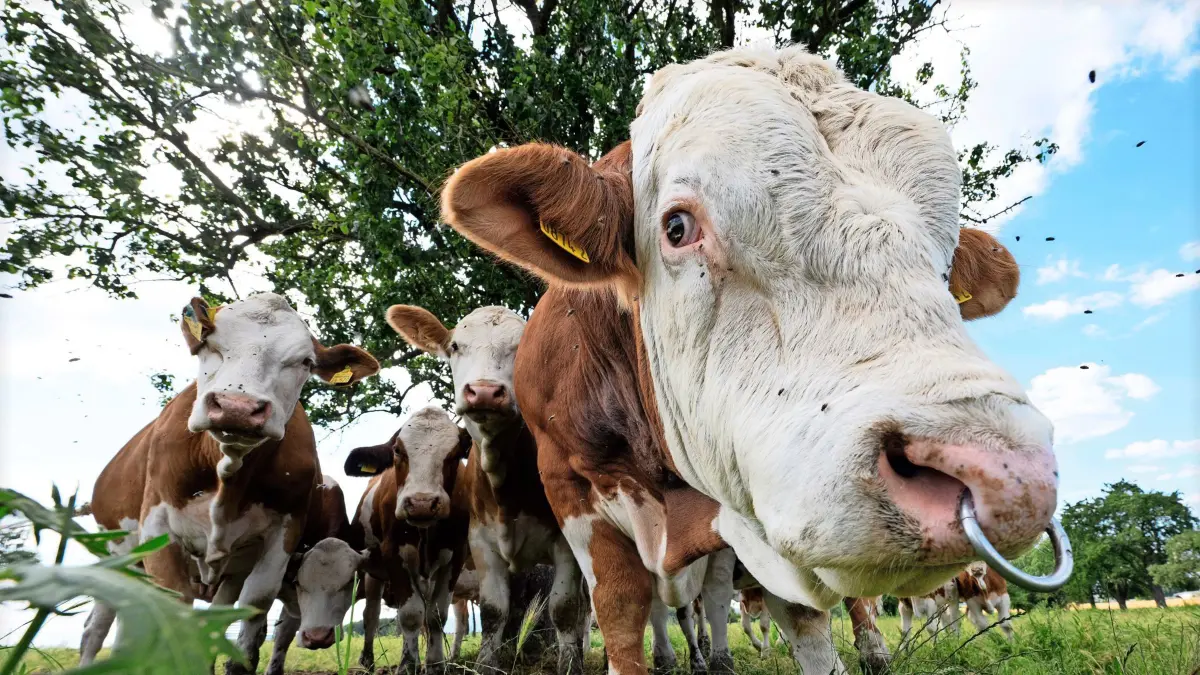 24.06.2024, Hessen, Nieder Erlenbach: Kühe und ein Bulle stehen auf einer Weide in der Wetterau. Beim Deutschen Bauerntag an diesem Mittwoch und Donnerstag in Cottbus (Brandenburg) stehen vor allem die politischen Rahmenbedingungen im Fokus. Foto: Boris Roessler/dpa +++ dpa-Bildfunk +++