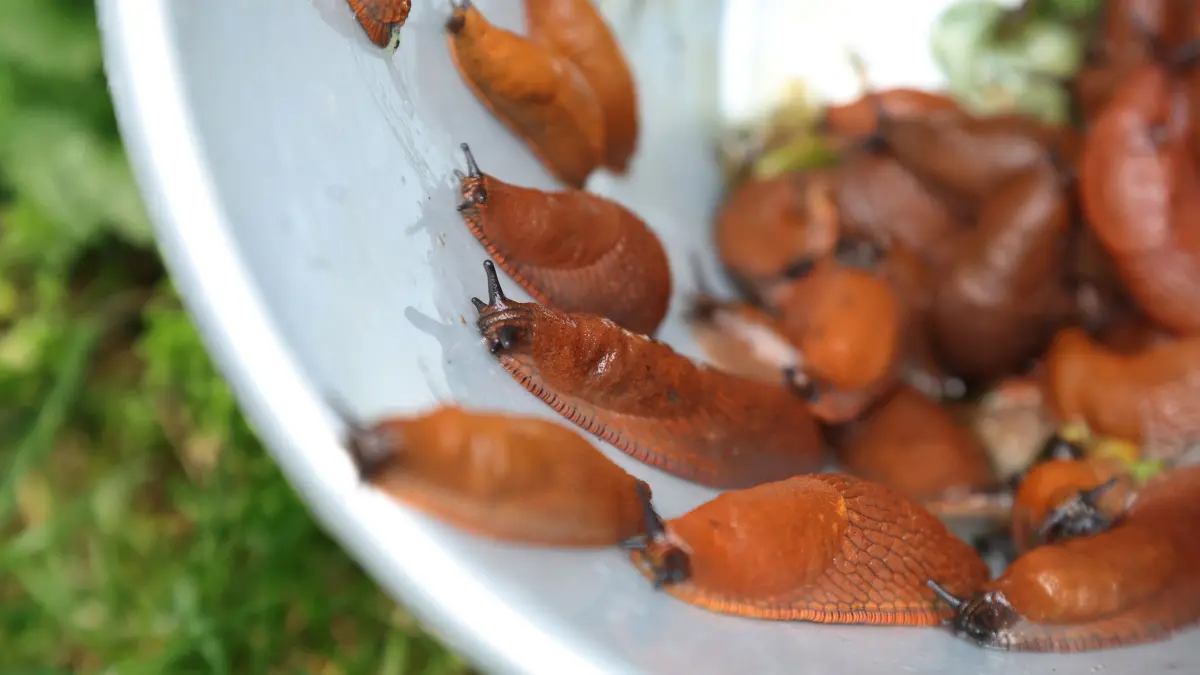 Gesammelte Nacktschnecken kriechen aus einem Eimer.: ARCHIV - Eine effektive und umweltschonende Methode ist, Schnecken abzusammeln. (zu dpa: «Plage verhindern: Was gegen Schnecken im Garten hilft») Foto: Karl-Josef Hildenbrand/dpa - Honorarfrei nur für Bezieher des dpa-Themendienstes +++ dpa-Themendienst +++