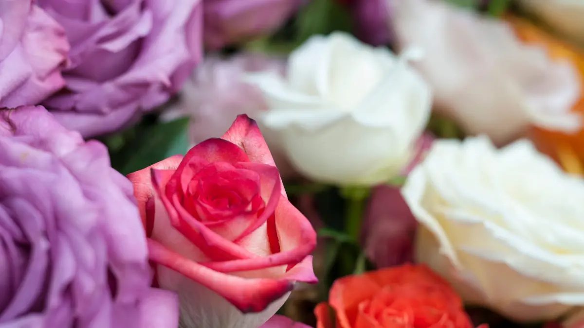 In einem Blumenladen in Oberfranken stehen vor dem Valentinstag verschiedene Rosen. +++ dpa-Bildfunk +++