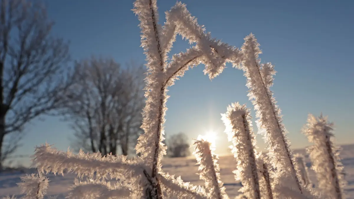 Starker Frost in Sachsen-Anhalt: 17.02.2025, Sachsen-Anhalt, Elbingerode: Reif umgibt die Gräser auf einer Wiese im Oberharzort Elbingerode. In Stiege fielen die Temperaturen auf minus 19 Grad. (zu dpa: «Kälte in Sachsen-Anhalt: Minus 19 Grad im Harz gemessen») Foto: Matthias Bein/dpa +++ dpa-Bildfunk +++