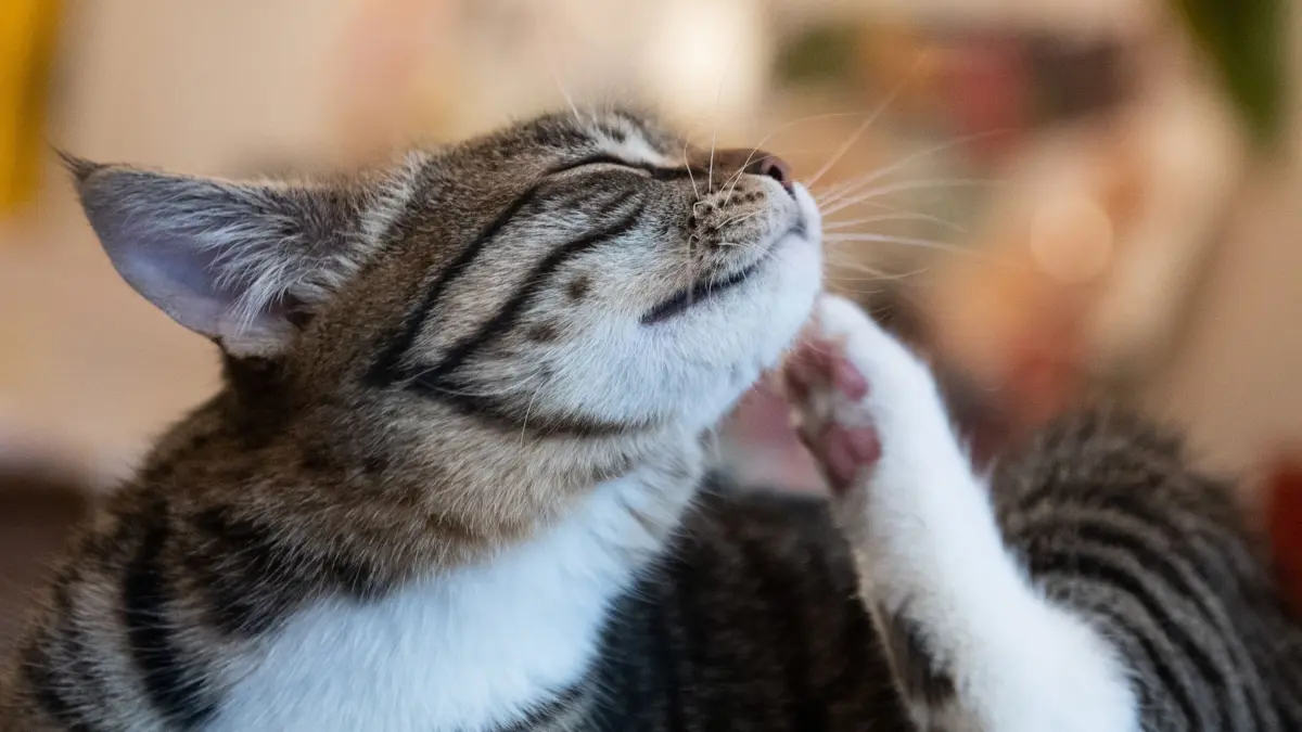 Katze kratzt sich: ILLUSTRATION - Katzenhalter sollten aufmerksam werden, wenn sich das Tier übermäßig kratzt oder vermehrt putzt. (zu dpa: «Pollenallergie auch bei Hund und Katze möglich») Foto: Franziska Gabbert/dpa-tmn - Honorarfrei nur für Bezieher des dpa-Themendienstes +++ dpa-Themendienst +++