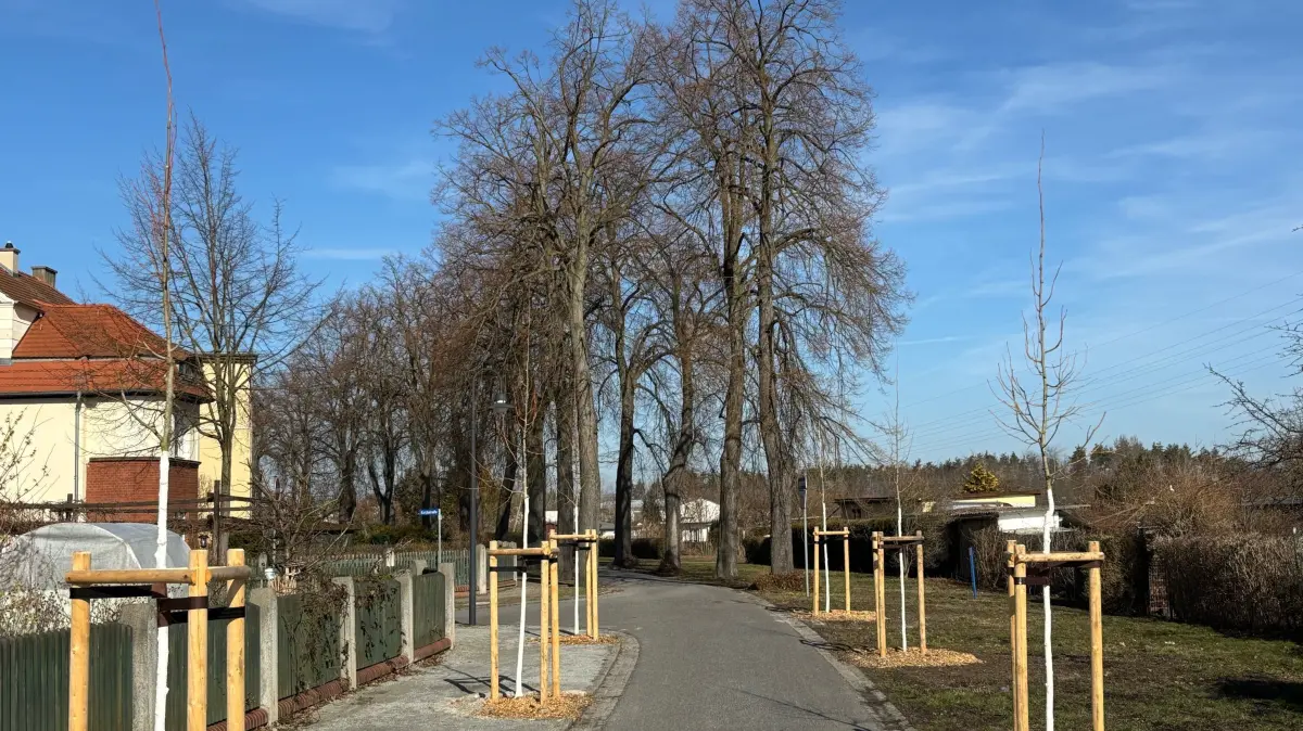 Die neue und die alte Allee der Krimlinden in der Briesker Ringstraße: Die finale Verjüngung der Bäume stoppt derzeit wegen eines Gerichtsentscheids. Wie es mit den Altbäumen weitergeht, ist derzeit noch offen.