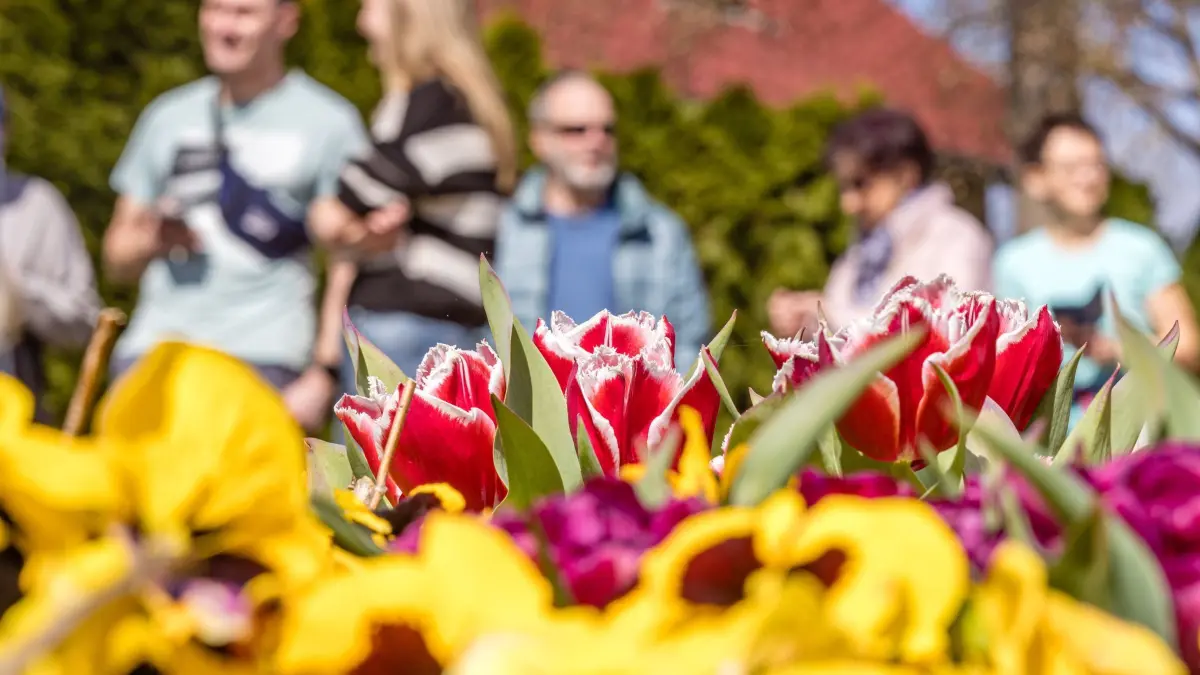 Tulpenfest in Luckau: PRODUKTION - 13.04.2025, Brandenburg, Luckau: Tulpen stehen mit Stiefmütterchen in einem Beet beim traditionellen Luckauer Tulpenfest. In diesem Jahr blühen zum Zeitpunkt des Festes nur wenige Tulpen. Die Veranstalter des Festes erwarten auch in diesem Jahr mehrere tausend Besucher. Foto: Frank Hammerschmidt/dpa - Honorarfrei nur für Bezieher des Dienstes ZB-Funkregio Ost +++ ZB-FUNKREGIO OST +++