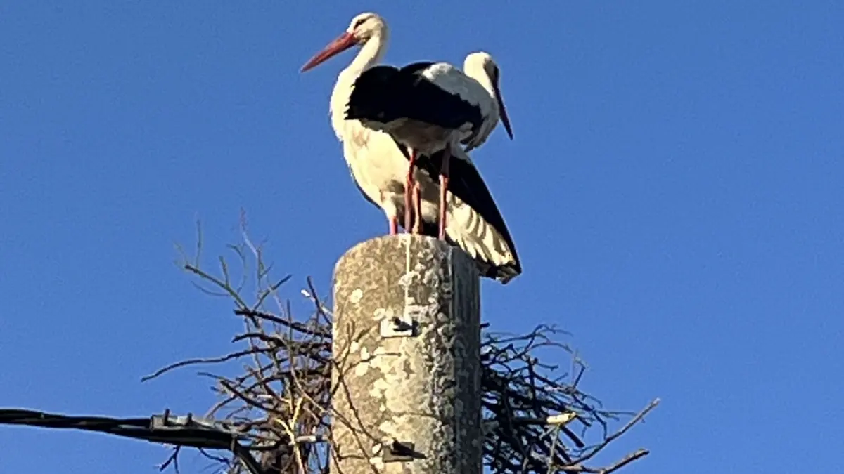 Branderlebnis gut verkraftet: Inzwischen versuchen zwei Störche ein Nest auf einem Strommast am Kindergarten Saathain zu bauen.