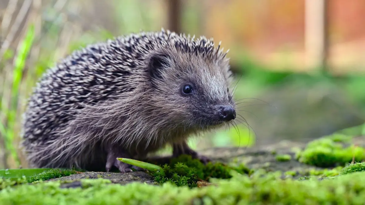 ARCHIV - Igel werden von Mährobotern schnell übersehen. Bereits kleine Hautverletzungen können für die Tiere lebensbedrohlich sein. (zu dpa: «Mähroboter im Garten: Ein Risiko für Igel») Foto: Patrick Pleul/dpa/dpa-tmn - Honorarfrei nur für Bezieher des dpa-Themendienstes +++ dpa-Themendienst +++