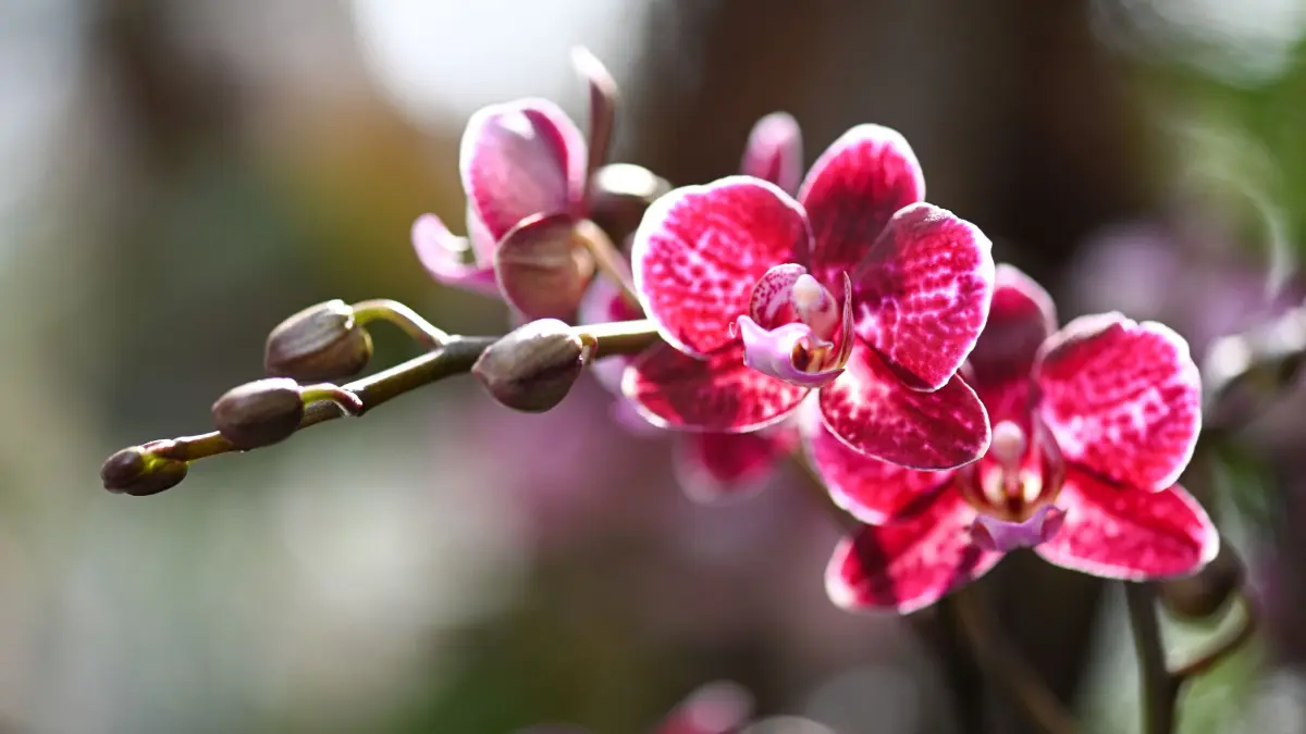 Orchideen blühen im Palmenhaus auf der Insel Mainau im Bodensee. Die Orchideenschau im Palmenhaus der Insel Mainau eröffnet traditionell den Start ins Blumenjahr. Die Insel Mainau ist wegen der Corona-Pandemie gesperrt für Besucher. +++ dpa-Bildfunk +++