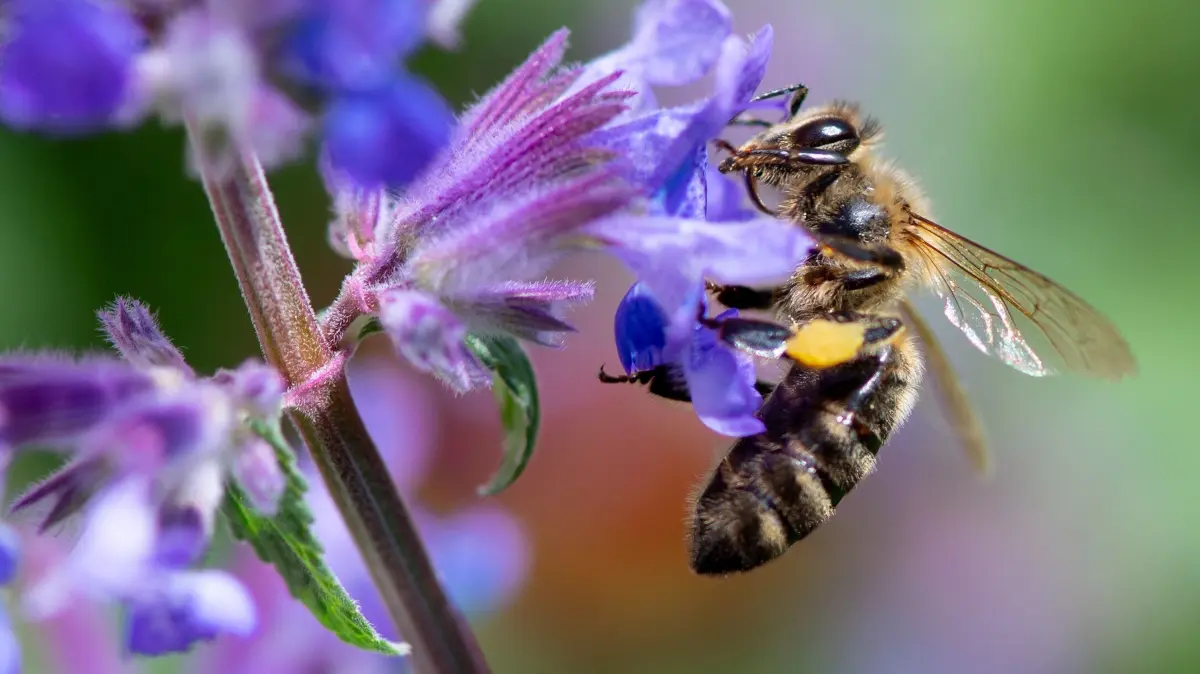 Eine Biene sucht auf der Blüte von einer Katzenminze nach Pollen. +++ dpa-Bildfunk +++