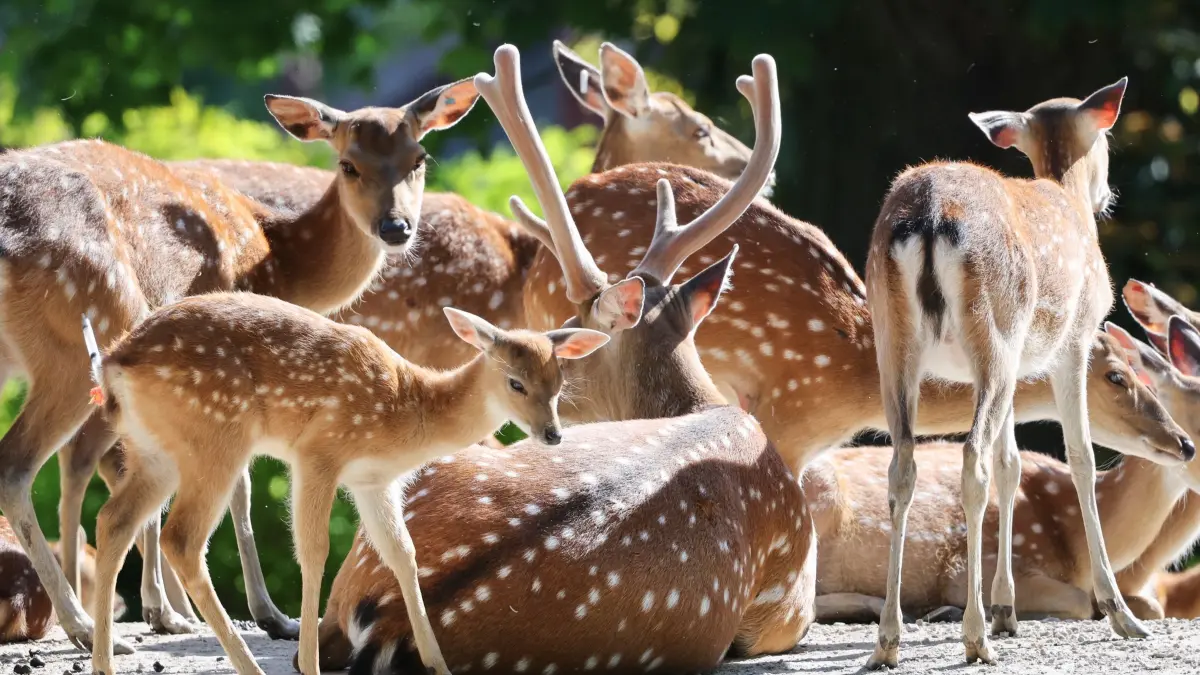 Nachwuchs im Tierpark Hagenbeck: 14.05.2025, Hamburg: Jungtiere und Alttiere des Vietnam-Sikahirsch (Cervus nippon pseudaxis) fressen in ihrem Gehege bei einem Pressetermin im Tierpark Hagenbeck. Foto: Christian Charisius/dpa +++ dpa-Bildfunk +++
