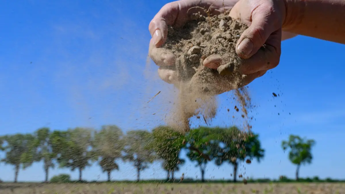 Trockenheit in der Landwirtschaft: 13.05.2025, Brandenburg, Sieversdorf: Eine Frau zeigt trockenen Ackerboden auf einem Feld. Seit Wochen kein Regen, trockene Böden und gefährdete Ernten: Brandenburgs Landwirte fürchten erneut eine Dürre-Saison. Besonders betroffen seien Kulturen wie Mais, Sonnenblumen, Hafer und Leguminosen, die aktuell in die Erde gebracht wurden und Feuchtigkeit zum Keimen benötigen. Besonders betroffen sind Kulturen wie Mais, Sonnenblumen, Hafer und Leguminosen, die aktuell in die Erde gebracht wurden und Feuchtigkeit zum Keimen benötigen. (zu dpa: «Trockenheit setzt Landwirte unter Druck») Foto: Patrick Pleul/dpa +++ dpa-Bildfunk +++