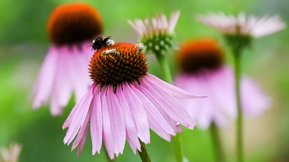 Blüten vom Purpursonnenhut Echinacea purpurea, auf dem sich zahlreiche Wildbienen befinden, sind auf einem Blumenbeet auf dem Gelände der Landesgartenschau Laga zu sehen. (zu dpa: Bisher 230 000 Besucher bei Landesgartenschau in Beelitz) +++ dpa-Bildfunk +++