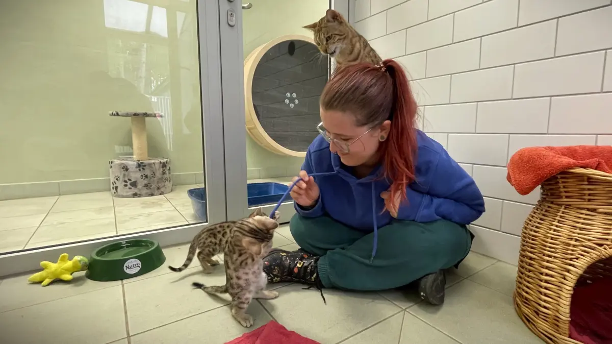 Tierpflegerin und stellvertretende Tierheimleiterin in Märkisch Buchholz, Denise Möbius, spielt mit Savannah-Katze Wilma und ihren Kitten Lilo, Stitch und Jumba.